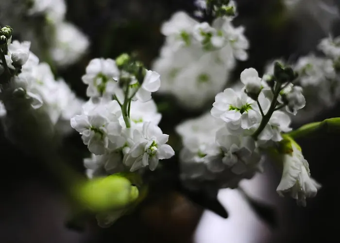 Stow House 4* Aysgarth