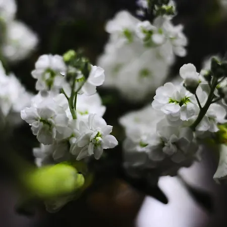 Stow House 4* Aysgarth